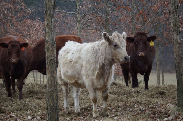 Being Still with the Cows