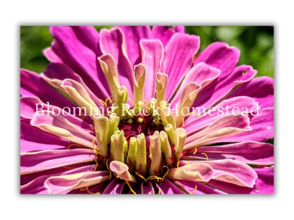 Bubblegum Pink Zinnia - Floral Photography Digital Print