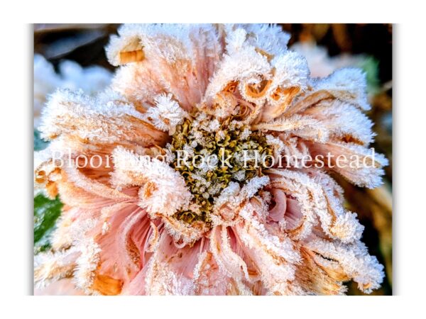 Chilly Peach Zinnia - Floral Photography Digital Print