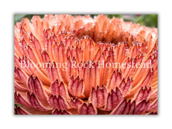 Coral Rhapsody Calendula - Floral Photography Digital Print