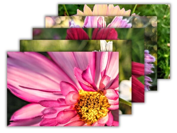 Cosmo Flower Bundle - 5 Floral Photography Digital Prints