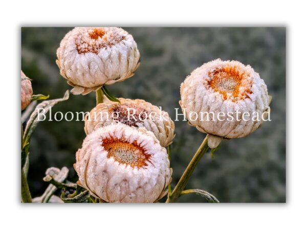 Creamy Orangesicle Strawflower - Floral Photography Digital Print
