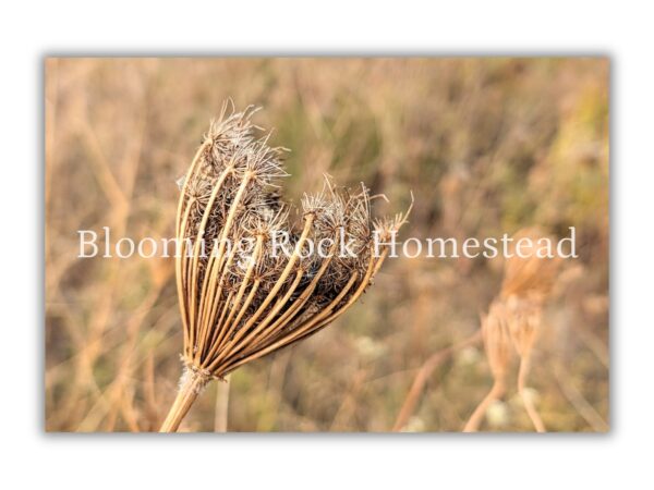 Crisp Queen Anne's Lace - Floral Photography Digital Print