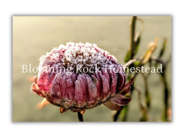 Crystal Blush Strawflower - Floral Photography Digital Print