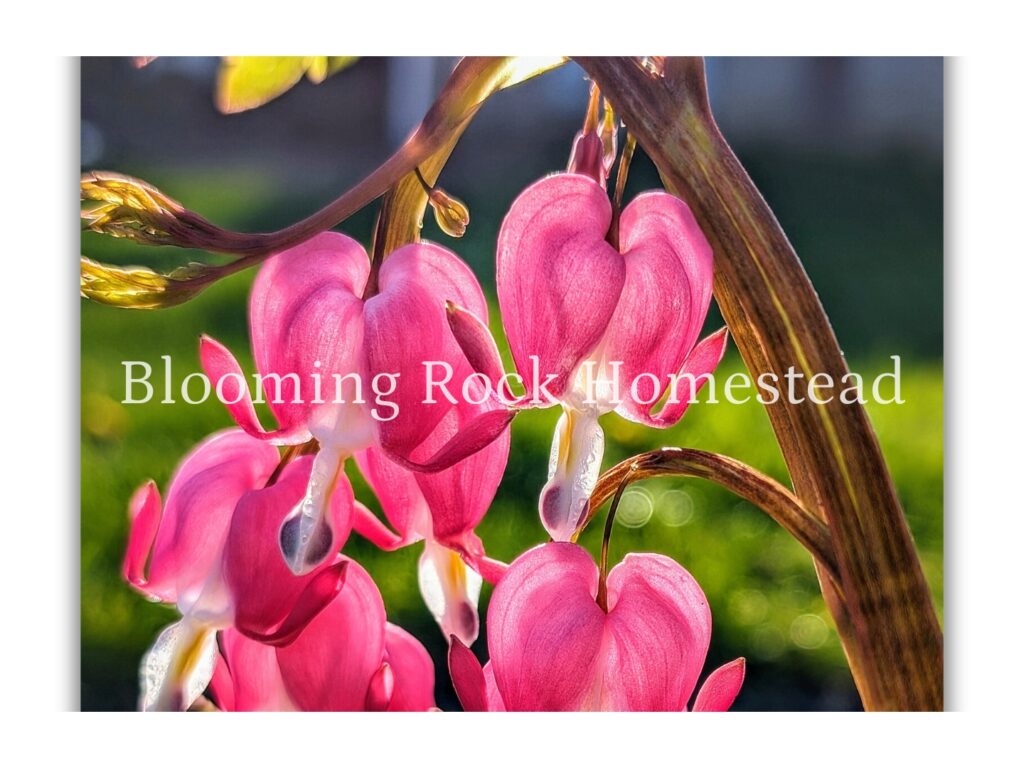 Daybreak Bleeding Heart - Floral Photography Digital Print