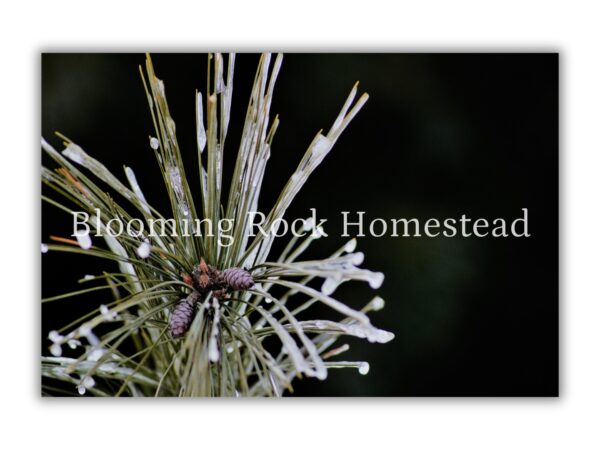 Dewy Winter Pine - Floral Photography Digital Print