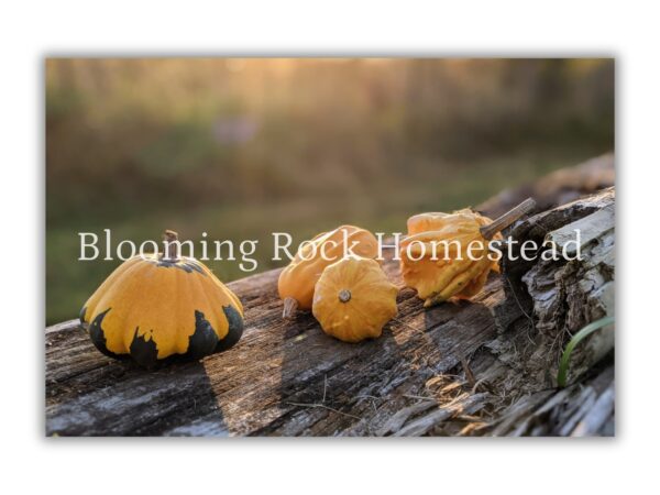 Drowsy Pumpkins - Floral Photography Digital Print