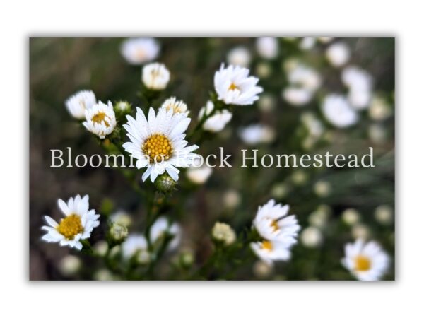 Evening Ox-Eye Daisy - Floral Photography Digital Print