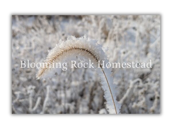 Feather Ice Grass - Floral Photography Digital Print