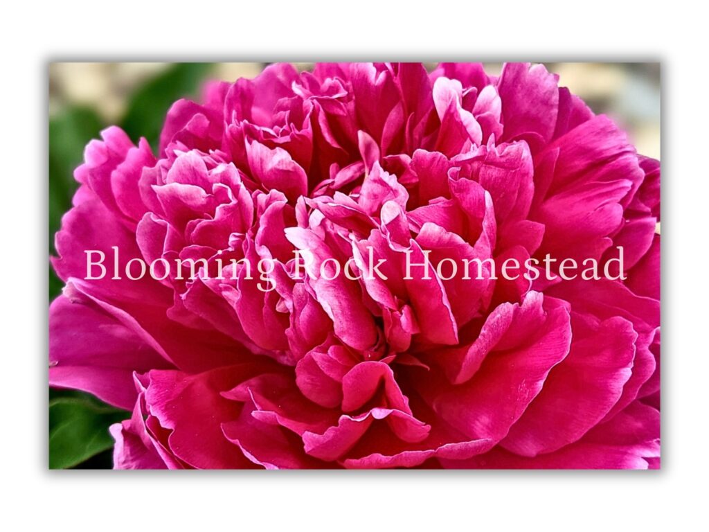 French-tipped Pink Peony - Floral Photography Digital Print
