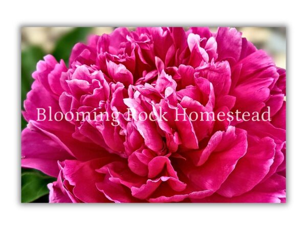 French-tipped Pink Peony - Floral Photography Digital Print