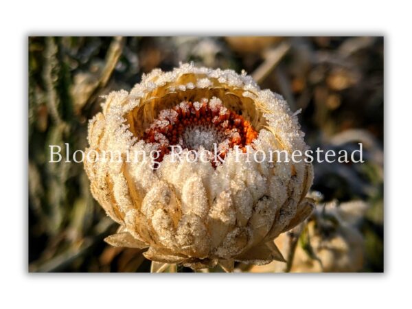 Frosted Pearl Strawflower - Floral Photography Digital Print