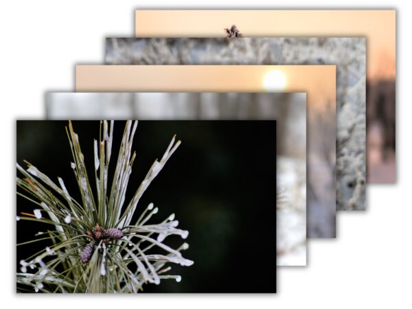 Frosted Winter Nature Bundle - 5 Floral Photography Digital Prints