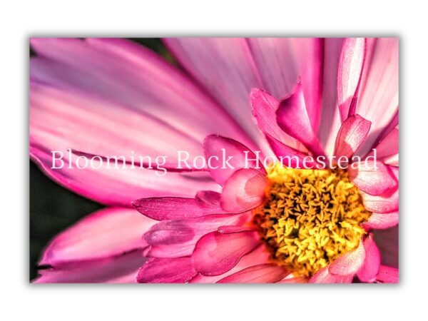 Fuchsia Burst Cosmo - Floral Photography Digital Print
