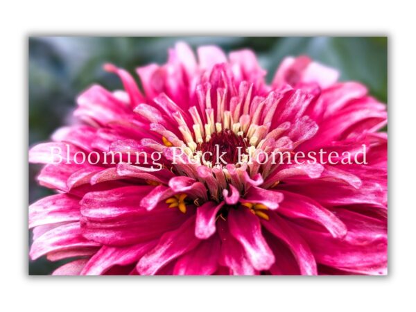 Heathered Pink Zinnia - Floral Photography Digital Print