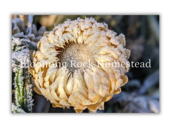 Ice Queen Strawflower - Floral Photography Digital Print