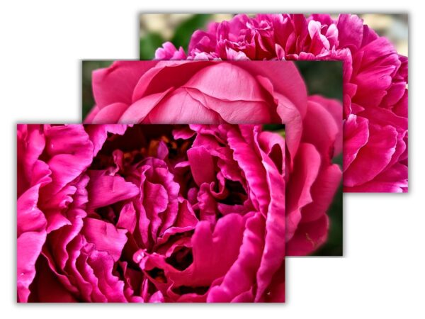 Petaled Pink Flower Bundle - 3 Floral Photography Digital Prints