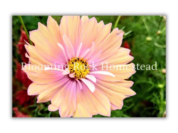 Pink Lemonade Cosmo - Floral Photography Digital Print
