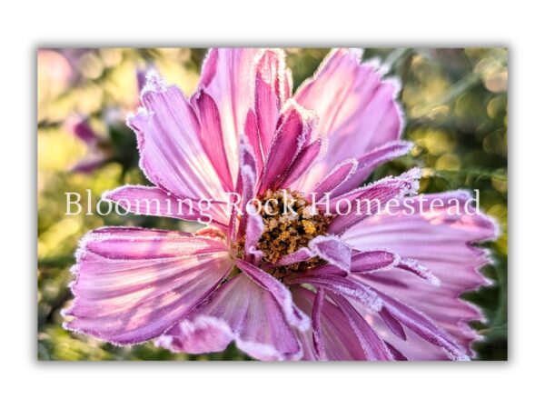 Polar Plum Cosmo - Floral Photography Digital Print