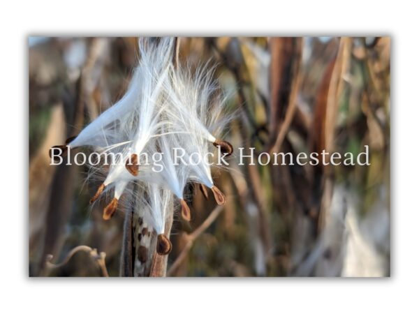 Popping Milkweed Pods - Floral Photography Digital Print