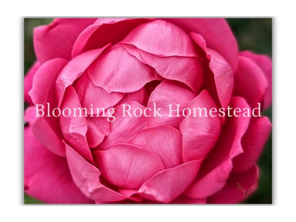 Popping Pink Rose - Floral Photography Digital Print