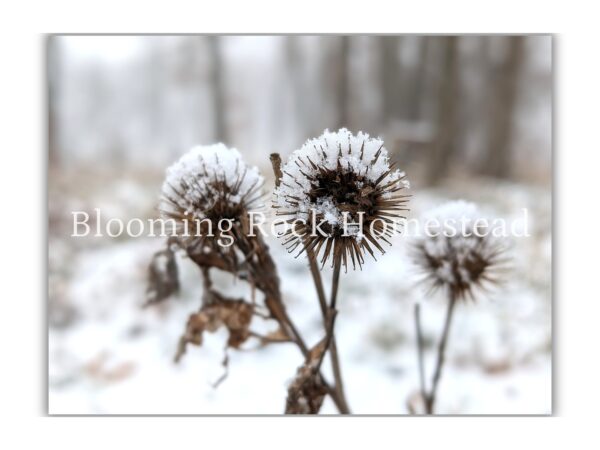 Prickly Cocoa Burs - Floral Photography Digital Print