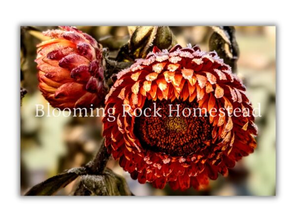 Pumpkin Spice Strawflower - Floral Photography Digital Print