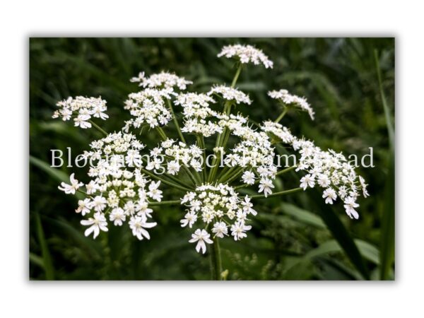 Pure Queen Anne's Lace - Floral Photography Digital Print