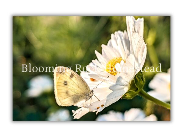 Resting Wings Cosmo - Floral Photography Digital Print