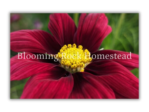 Ruby Pop Cosmo - Floral Photography Digital Print