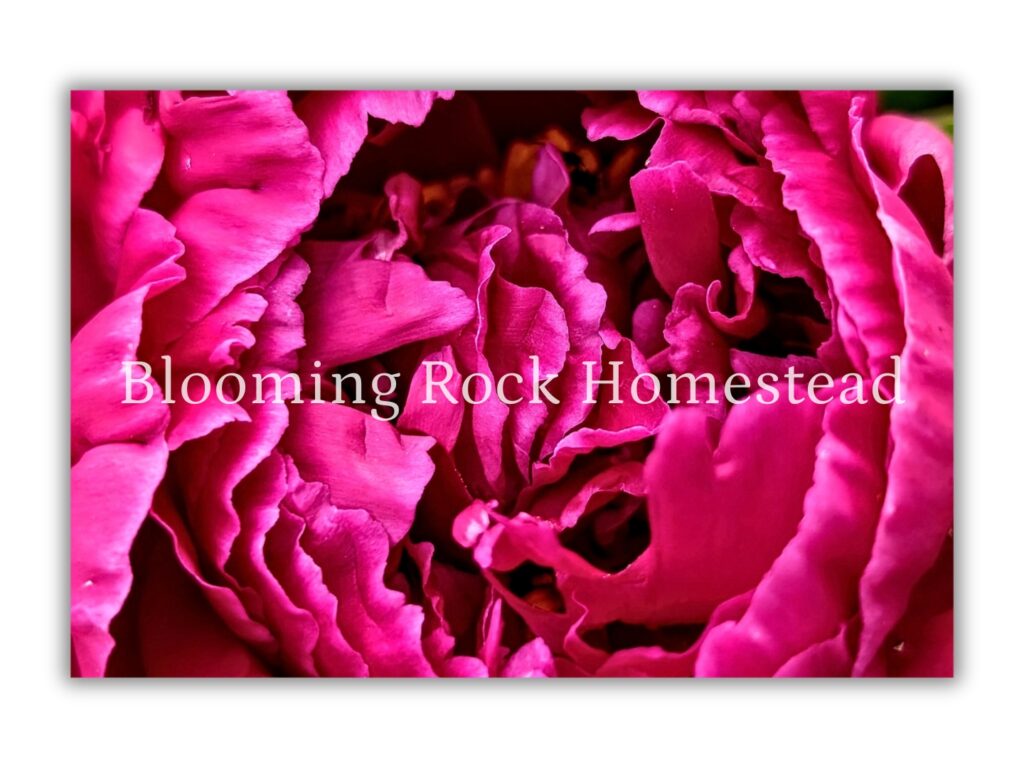 Ruffled Magenta Peony - Floral Photography Digital Print