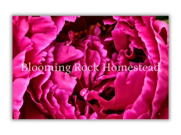 Ruffled Magenta Peony - Floral Photography Digital Print