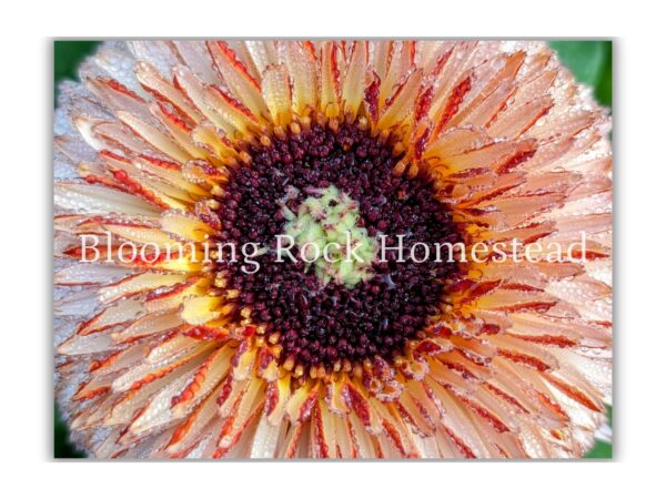 Rustic Sunrise Calendula - Floral Photography Digital Print