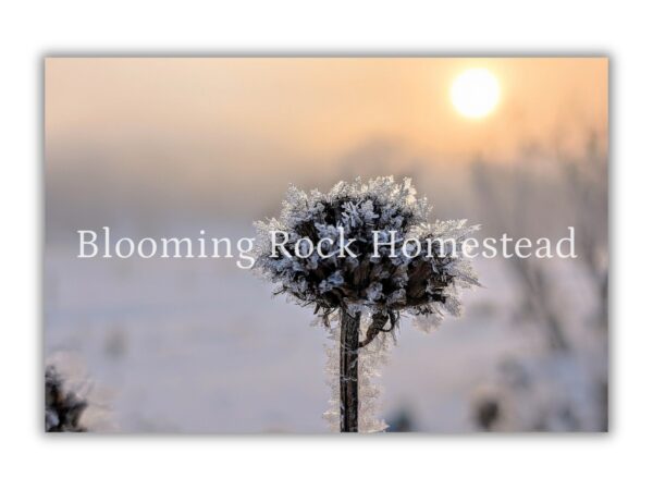 Snowflake Seed Head - Floral Photography Digital Print