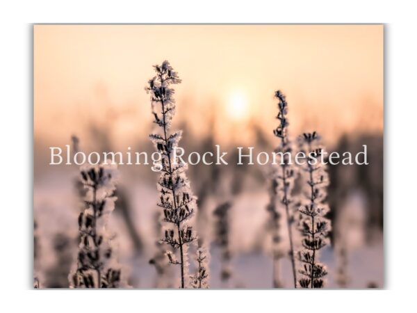 Stalky Winter Daybreak - Floral Photography Digital Print