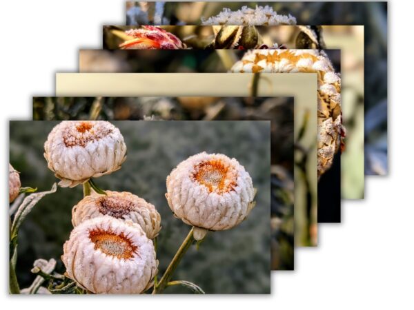 Strawflower Flower Bundle - 6 Floral Photography Digital Prints
