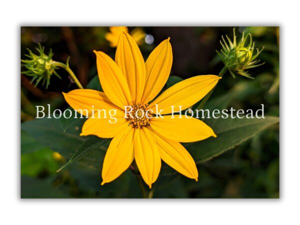 Sunny Woodland Sunflower - Floral Photography Digital Print
