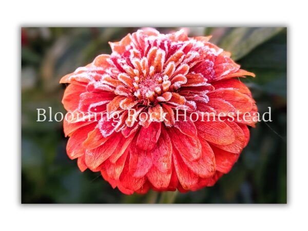 Sunrise Tangerine Zinnia - Floral Photography Digital Print
