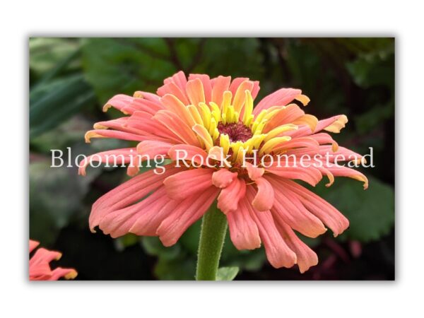 Sweet Salmon Zinnia - Floral Photography Digital Print