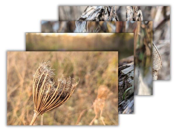 Weathered Fall Nature Bundle - 4 Floral Photography Digital Prints