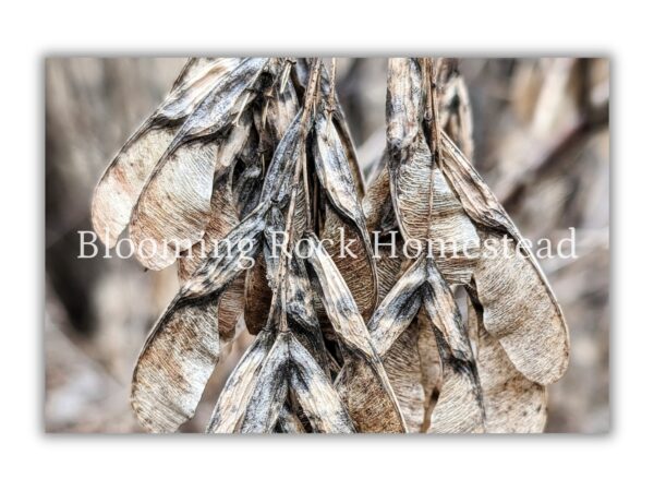 Weathered Maple Keys - Floral Photography Digital Print