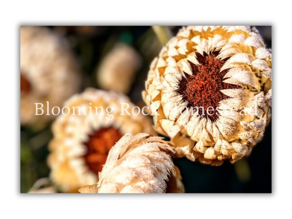 Weathered Wheat Strawflower - Floral Photography Digital Print