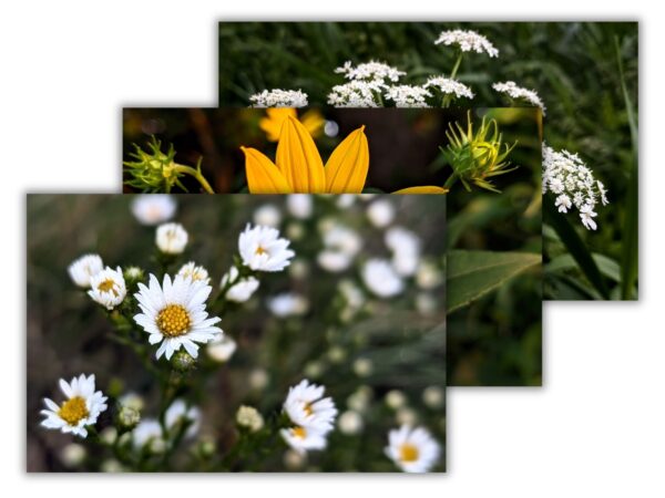 Wildflower Summer Nature Bundle - 3 Floral Photography Digital Prints