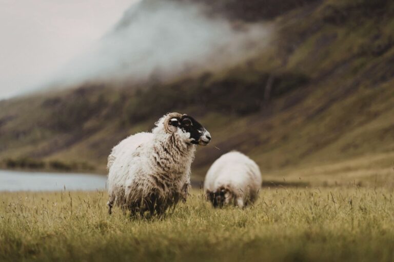 When Cattle Wander and The Good Shepherd Speaks