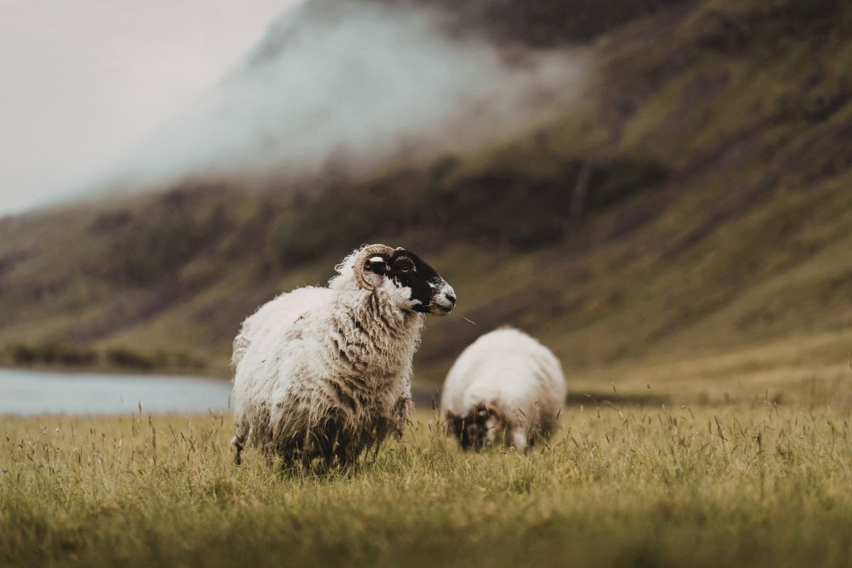 When Cattle Wander and The Good Shepherd Speaks
