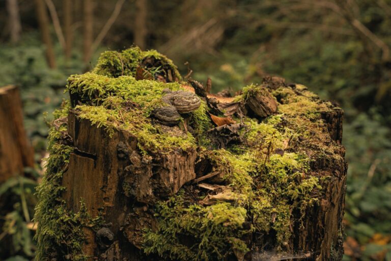 Holding Onto Faith: The Story