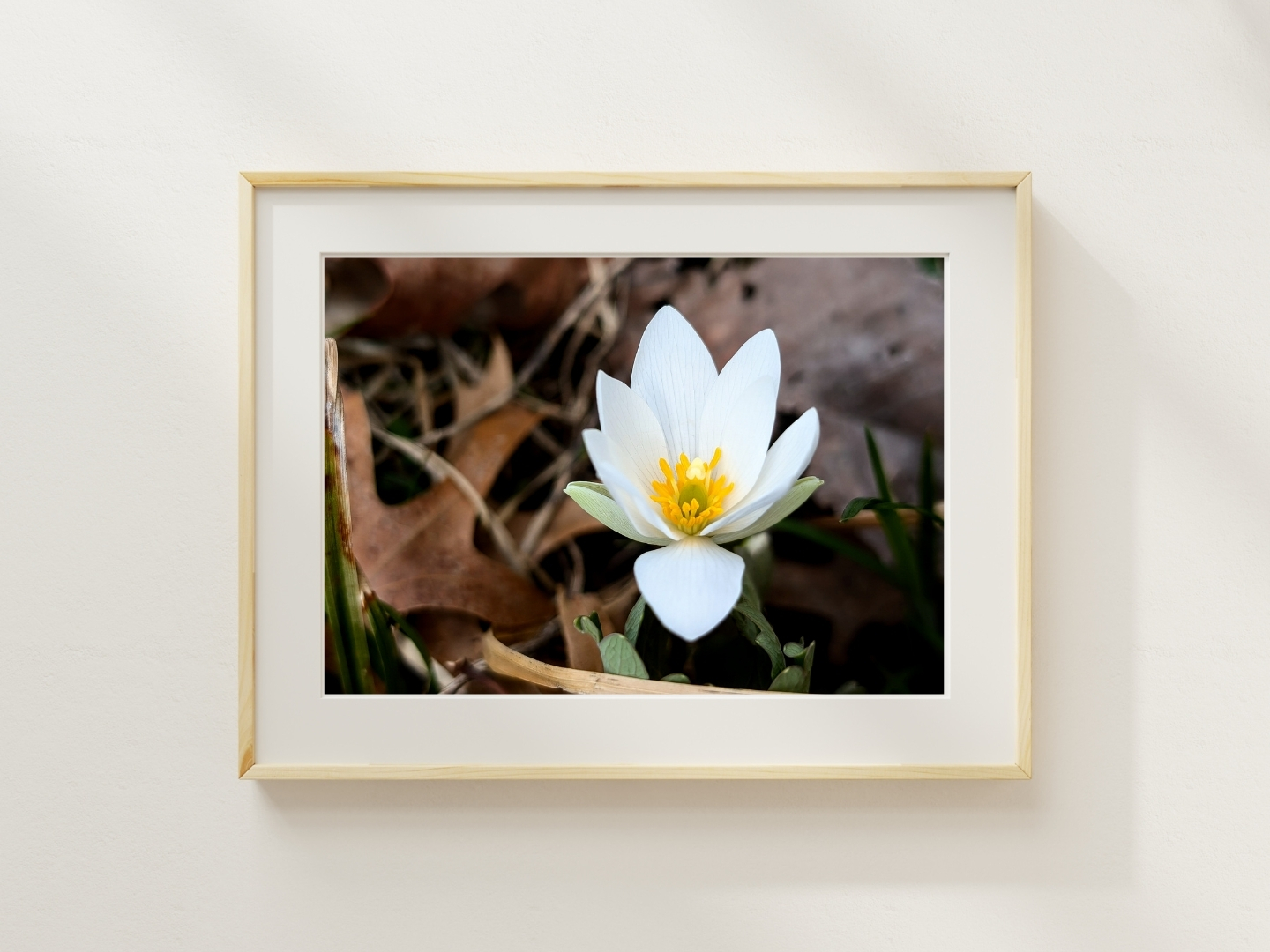 Blooming Vanilla Bloodroot - Floral Photography Digital Print - Image 2