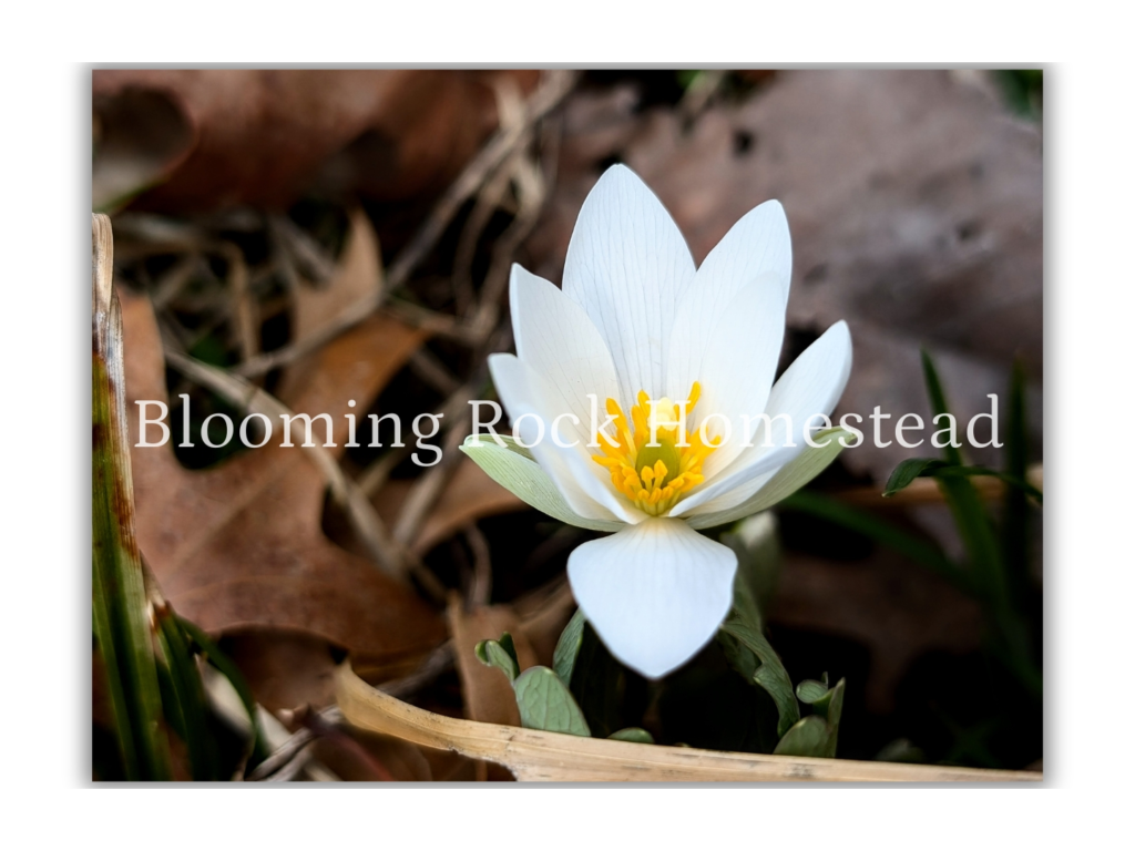 Blooming Vanilla Bloodroot - Floral Photography Digital Print