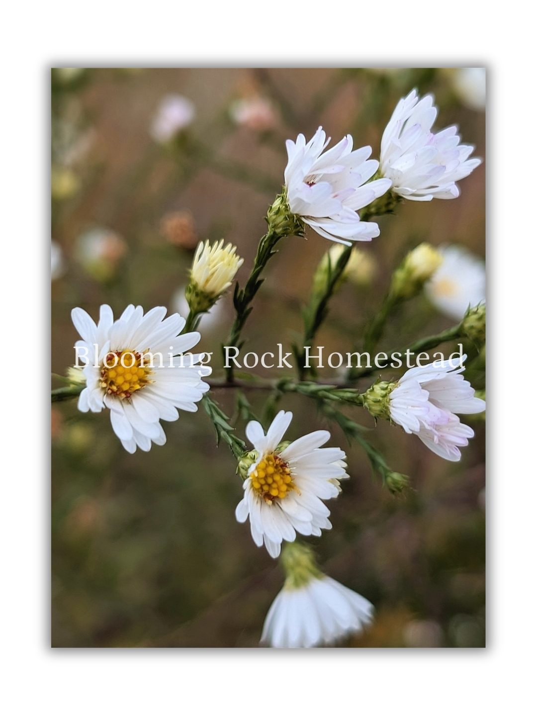 Breezy Ox-Eye Daisy - Floral Photography Digital Print
