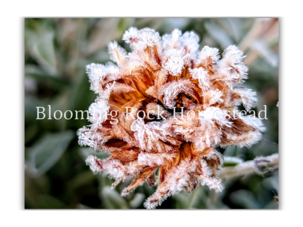 Chilled Copper Calendula - Floral Photography Digital Print